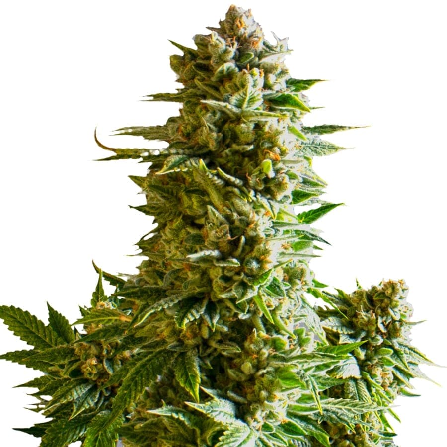 Gelato XTRM ® Feminized Seeds - photo 1