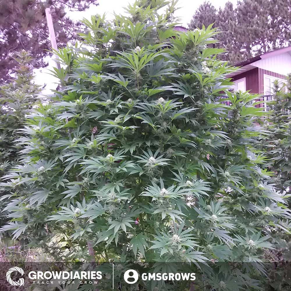 Gelato XTRM ® Feminized Seeds - photo 3