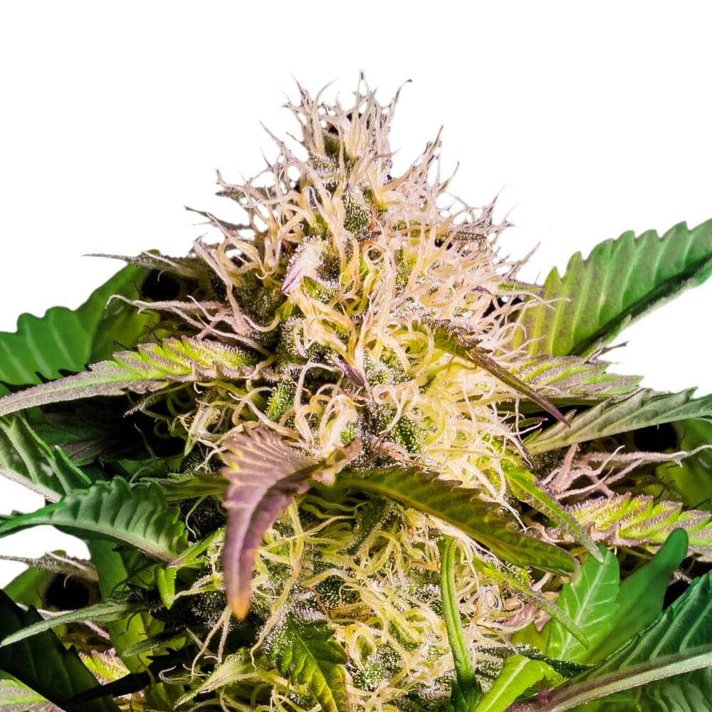 Black Domina Feminized Seeds - photo 1