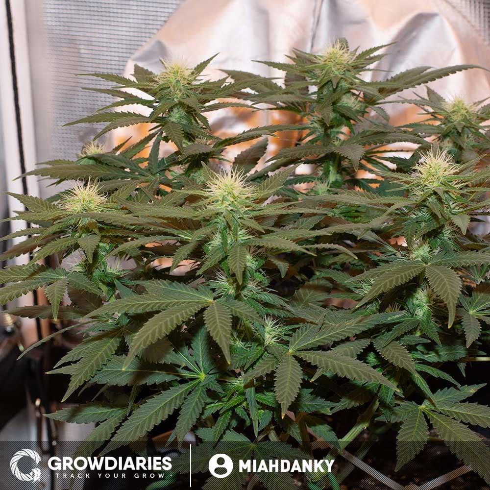 Black Domina Feminized Seeds - photo 2