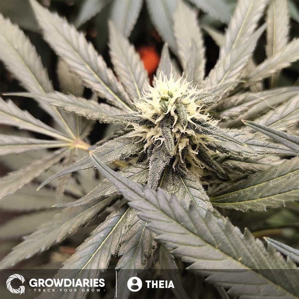 Black Domina Feminized Seeds - photo 3