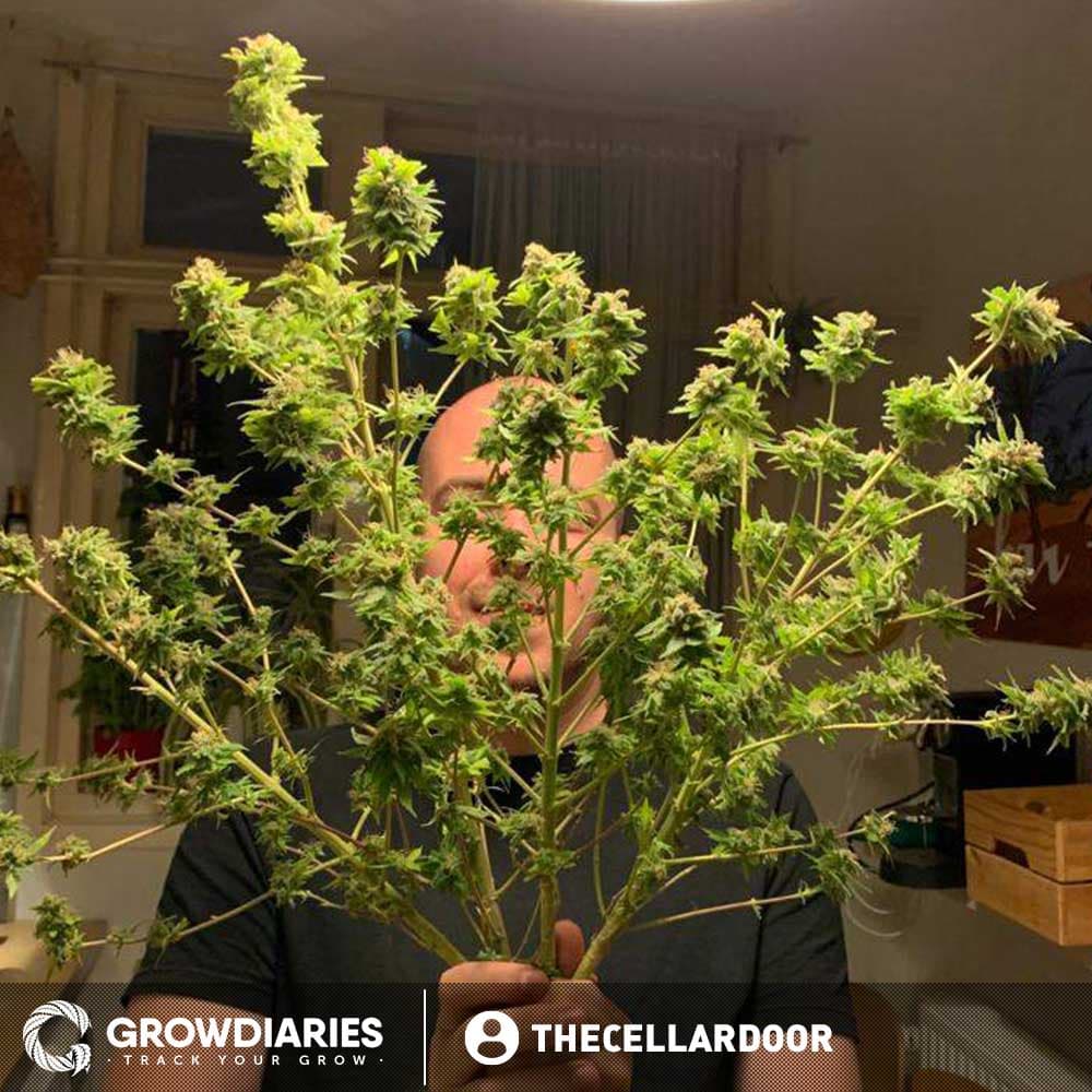 Black Domina Feminized Seeds - photo 5