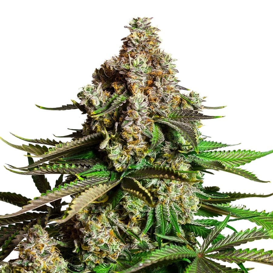 Chocolope Feminized Seeds - photo 1