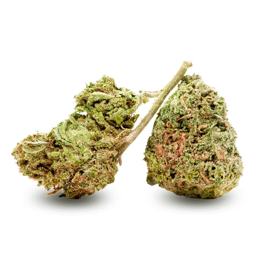 Chocolope Feminized Seeds - photo 2