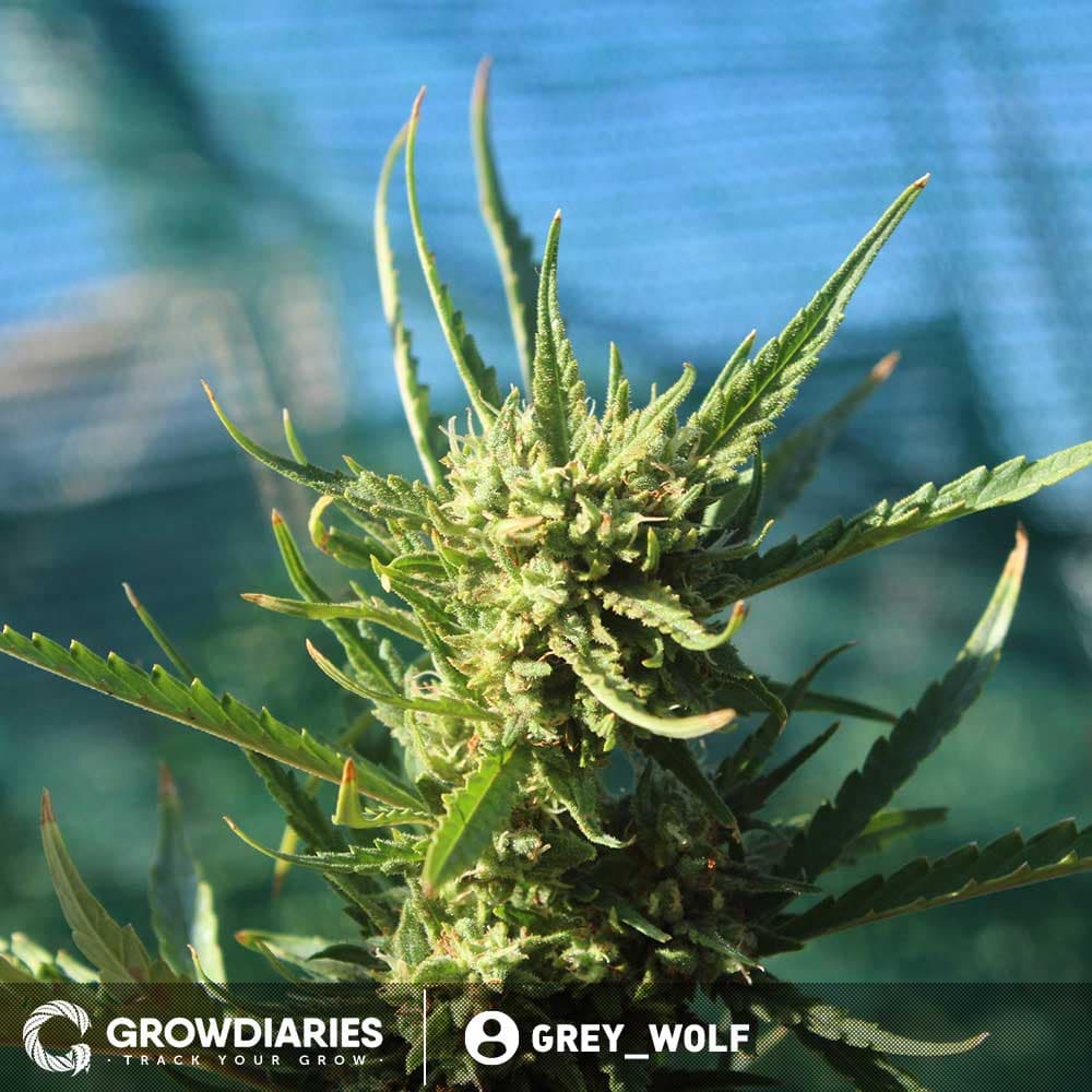 Chocolope Feminized Seeds - photo 3