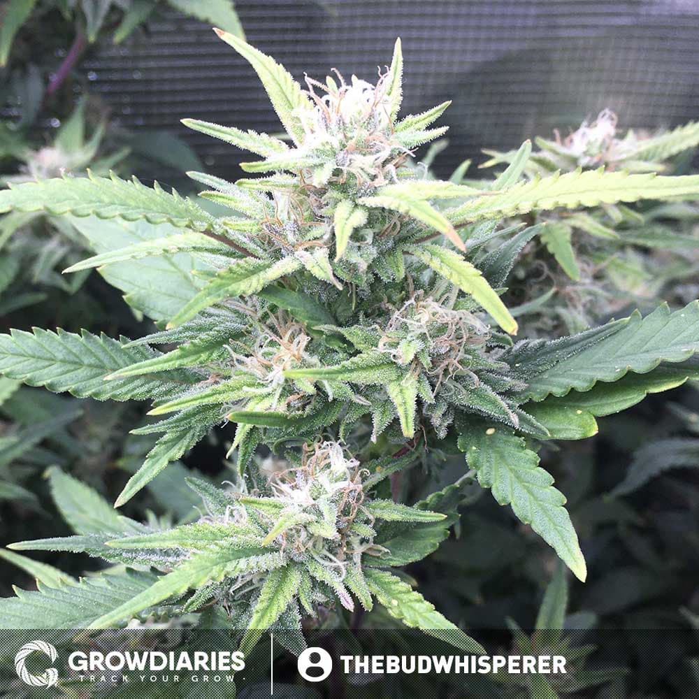 Boogie Nights ® Feminized Seeds - photo 3