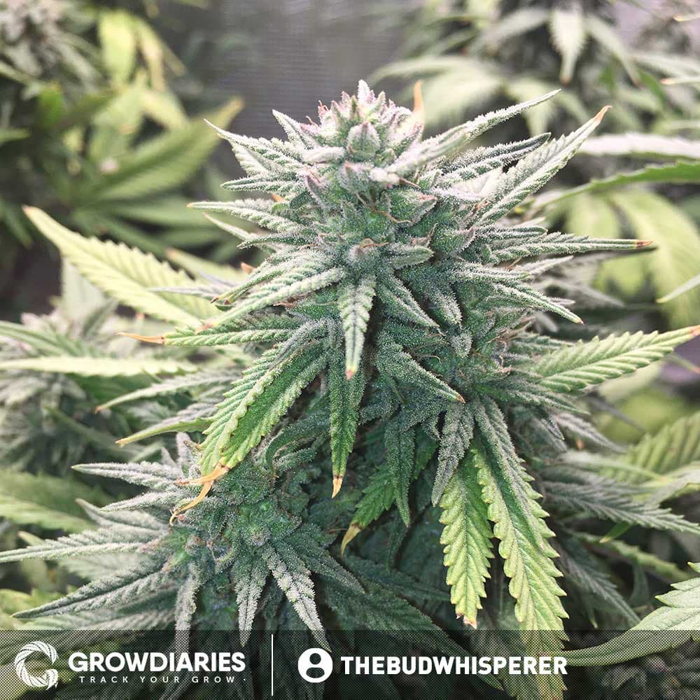 Boogie Nights ® Feminized Seeds - photo 4