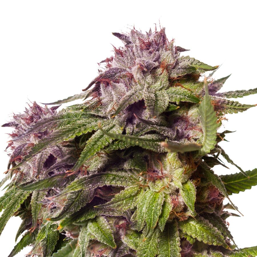 Blueberry Muffin Feminized Seeds - photo 1