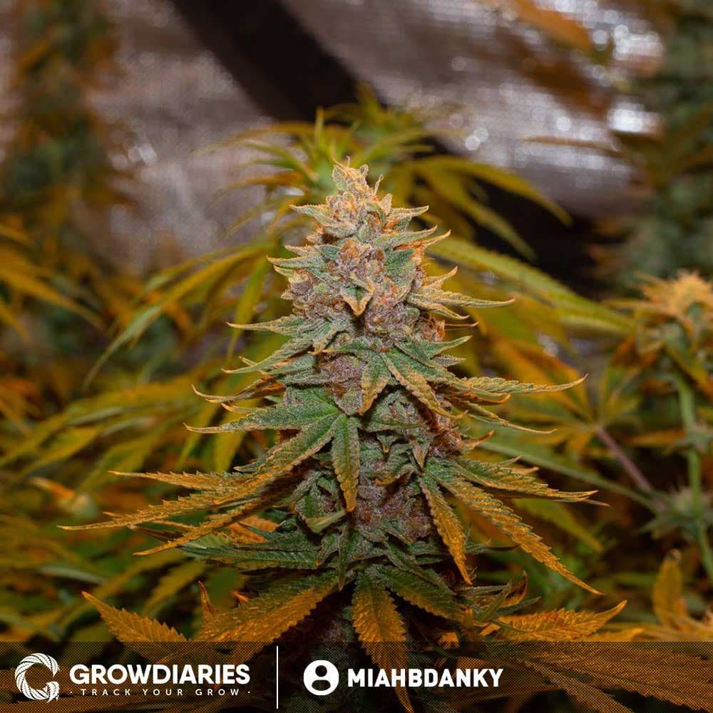 Blueberry Muffin Feminized Seeds - photo 3