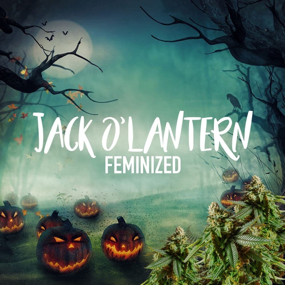 Jack O’Lantern Feminized Seeds