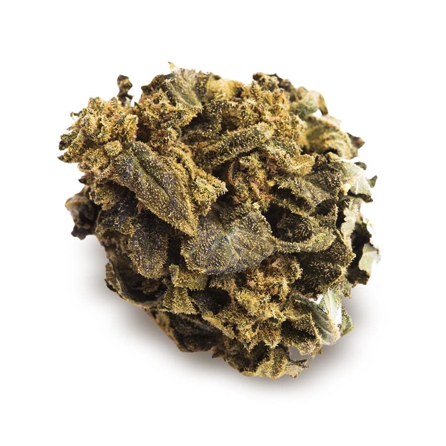 Jack O’Lantern Feminized Seeds - photo 2