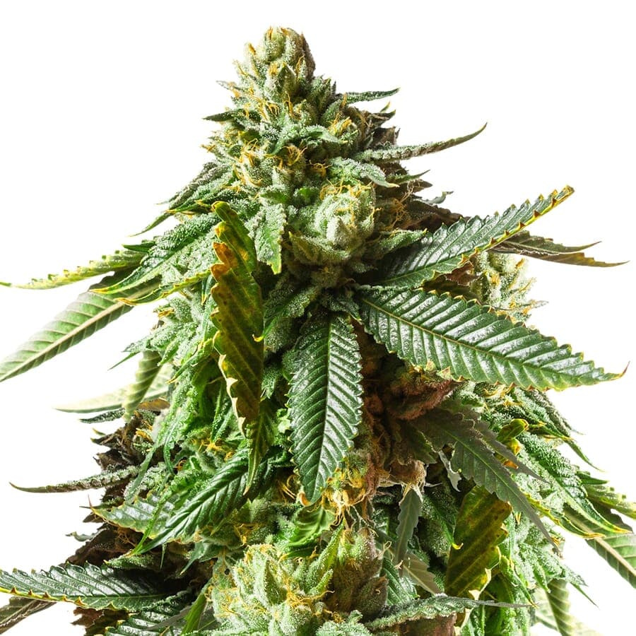 Jack O’Lantern Feminized Seeds - photo 3