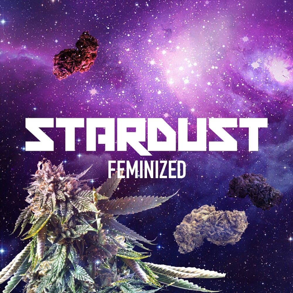 Stardust Feminized Seeds - photo 1