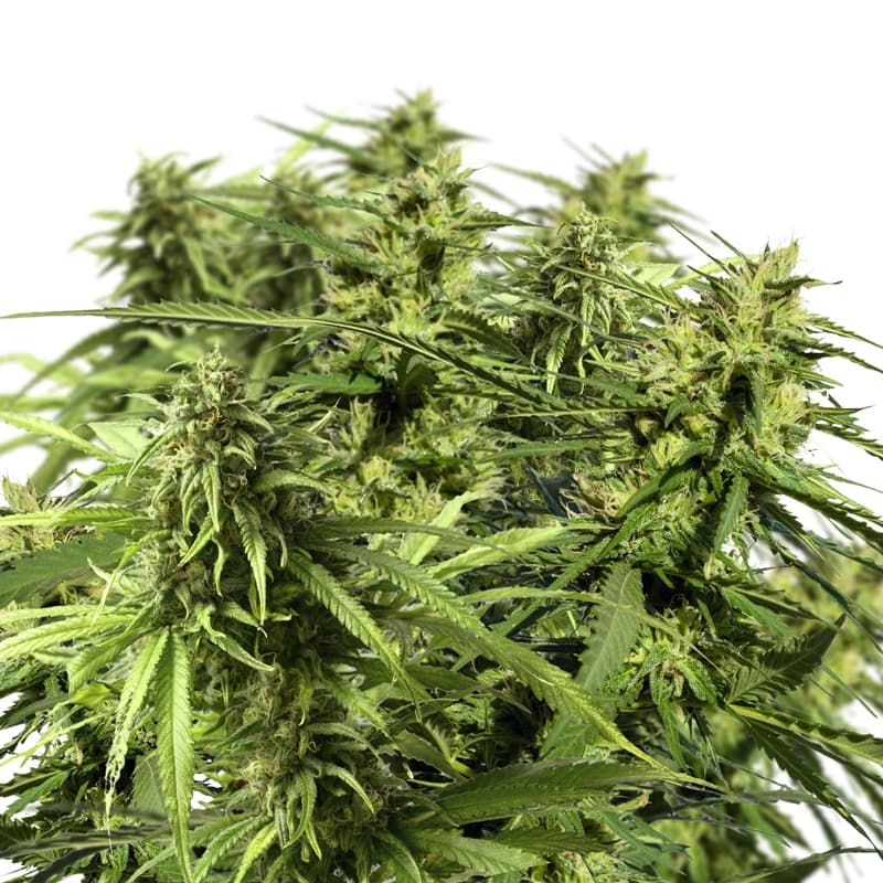 Happy Outdoor Mix Feminized Seeds - photo 1