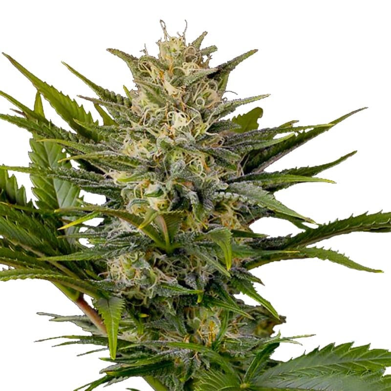 Skunk Supreme Feminized Seeds - photo 1