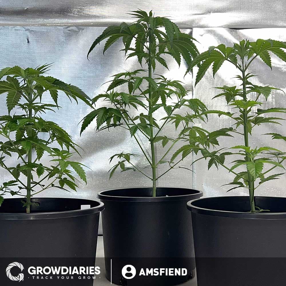 Narco Feminized Seeds - photo 3