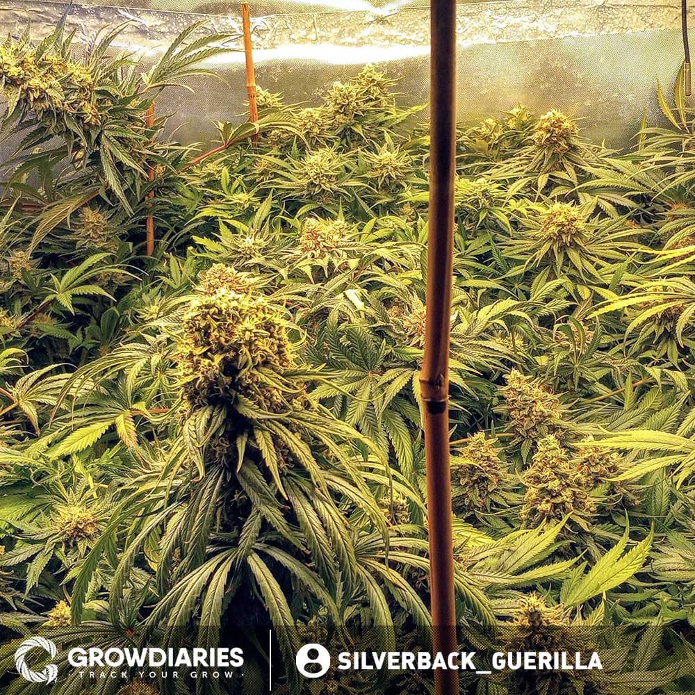 Narco Feminized Seeds - photo 4
