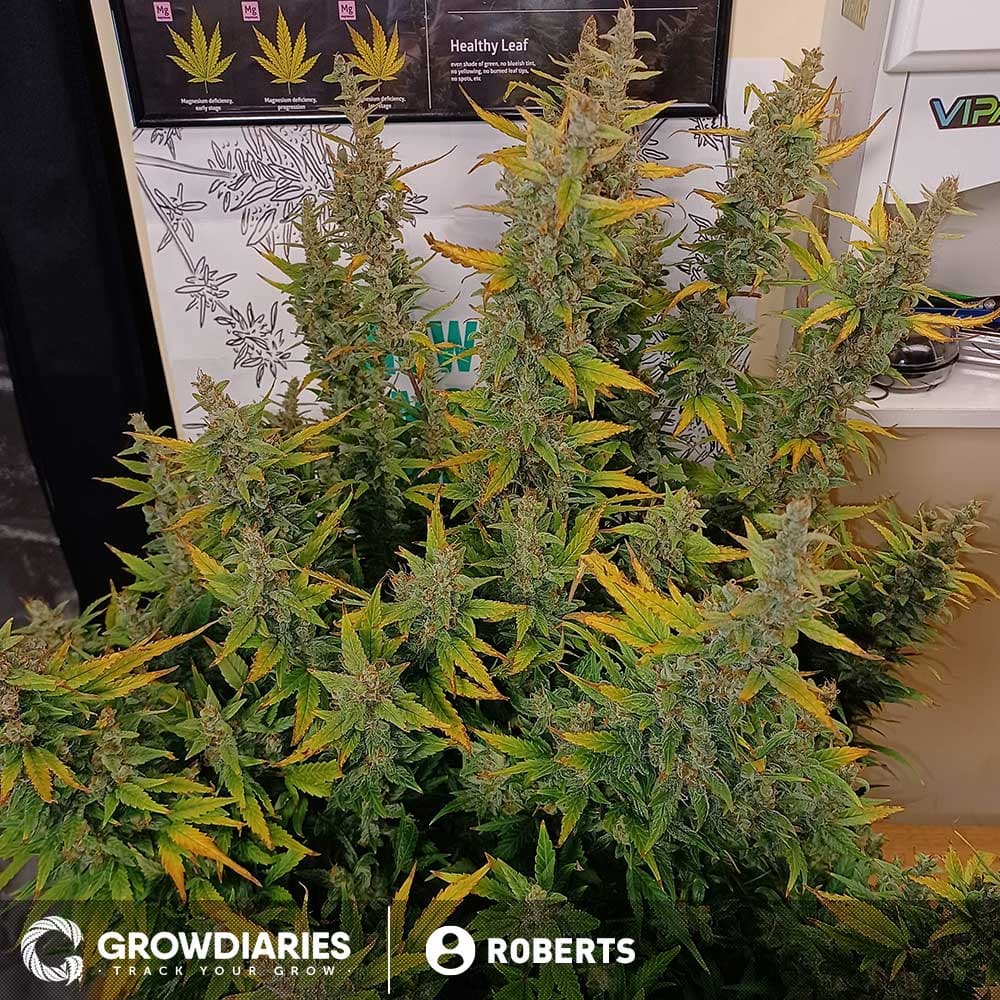 Big Bud Autoflower Seeds - photo 3