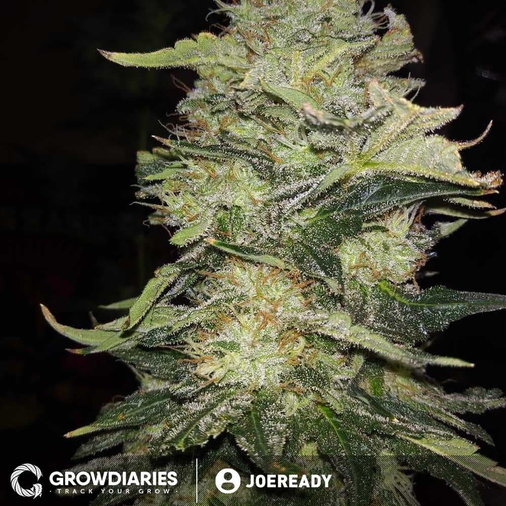 Big Bud Autoflower Seeds - photo 4