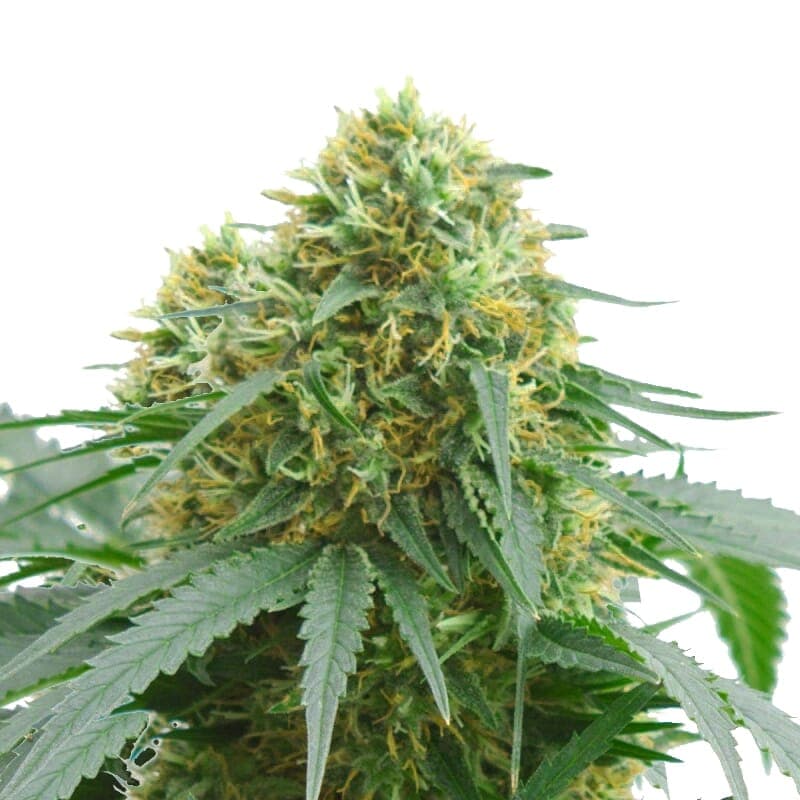 AMS Supreme Autoflower Seeds - photo 1