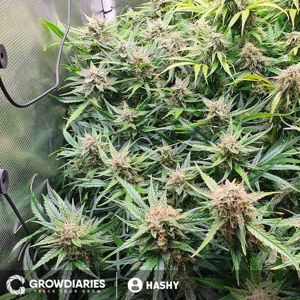 AMS Supreme Autoflower Seeds - photo 3