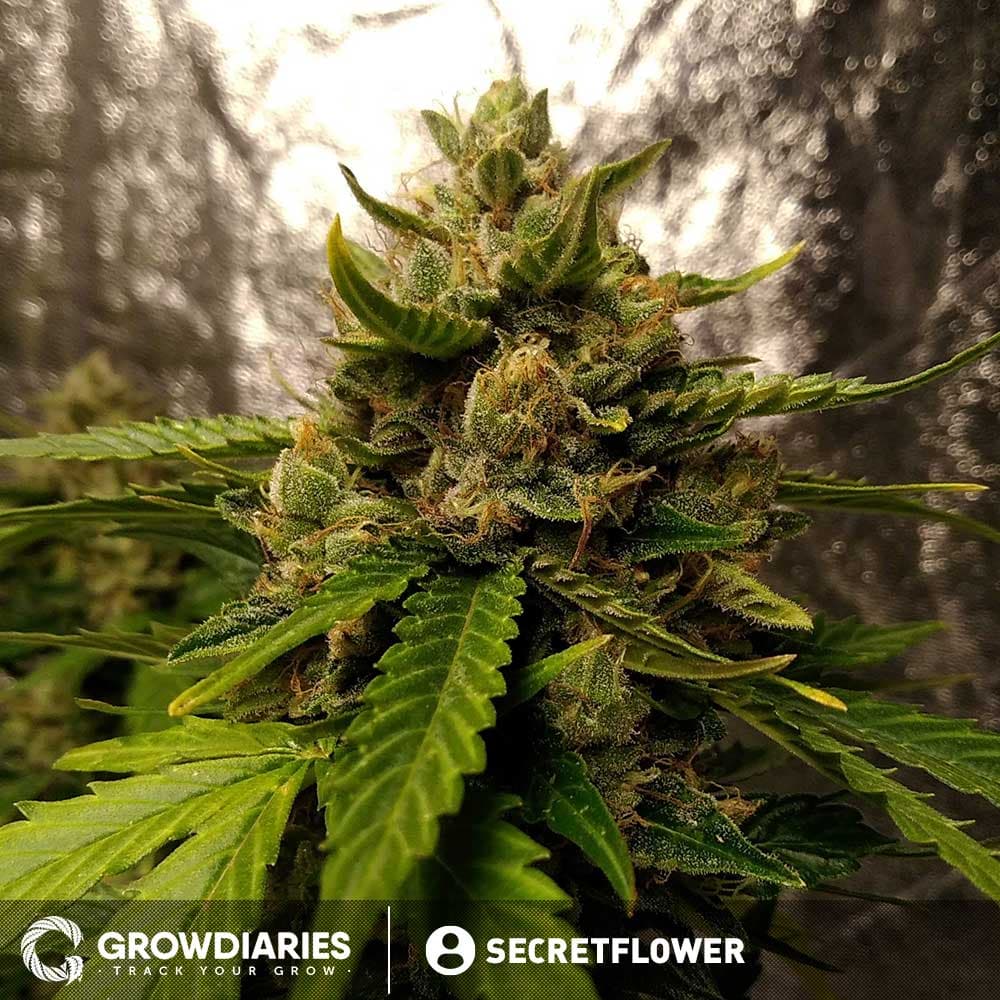 AMS Supreme Autoflower Seeds - photo 4