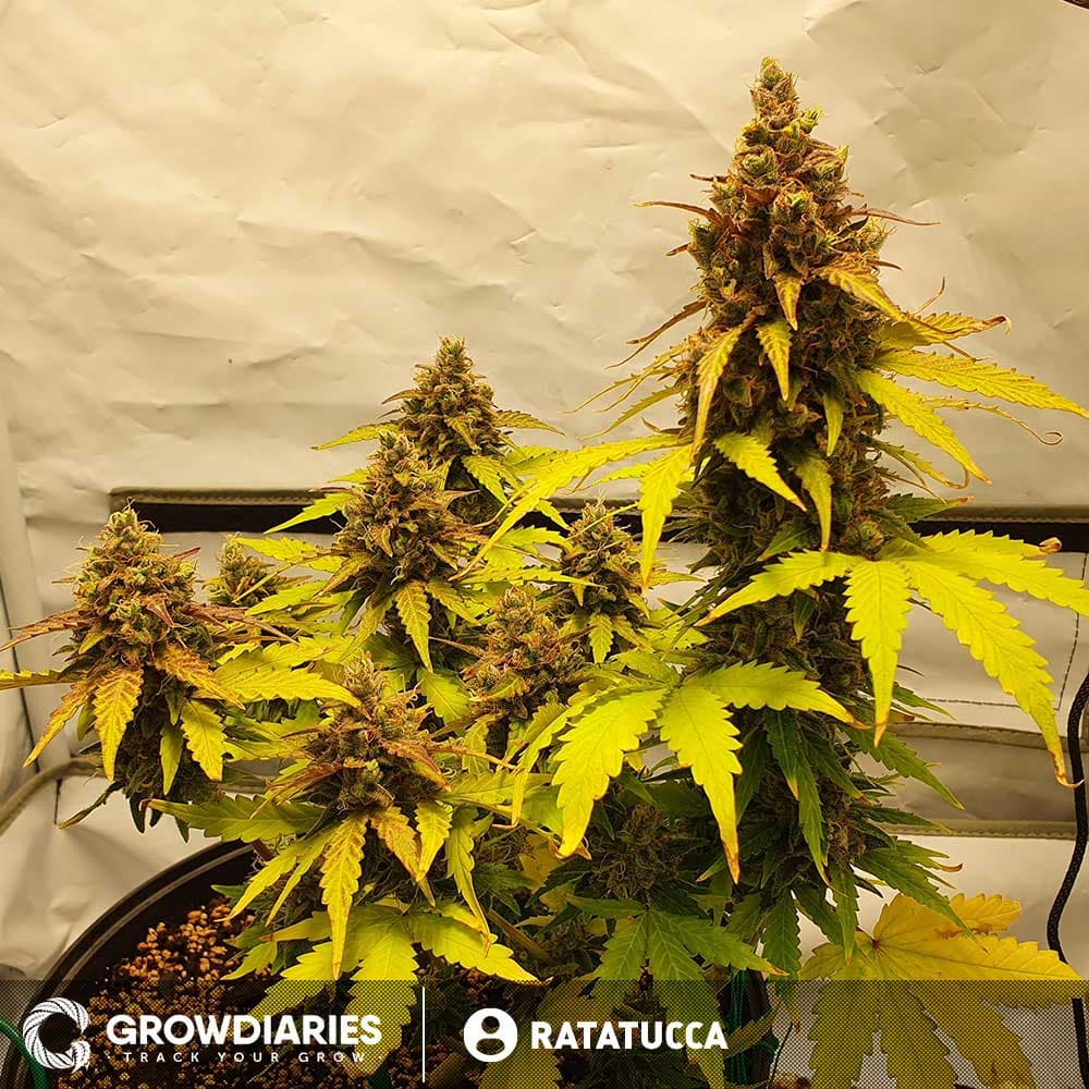 Purple Power XTRM Autoflower Seeds - photo 4