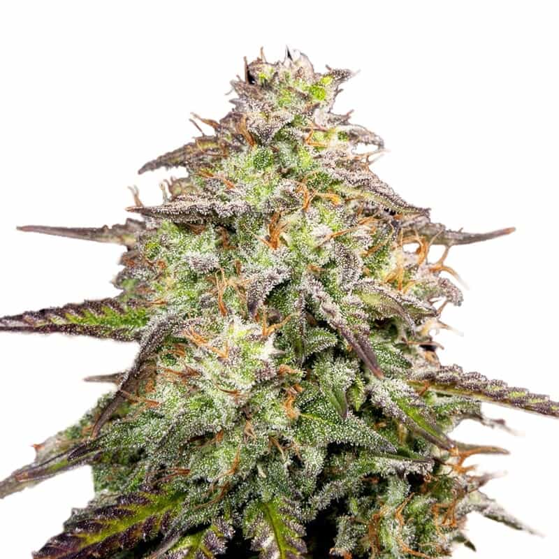 MOAB – Mother of All Buds ® Feminized Seeds