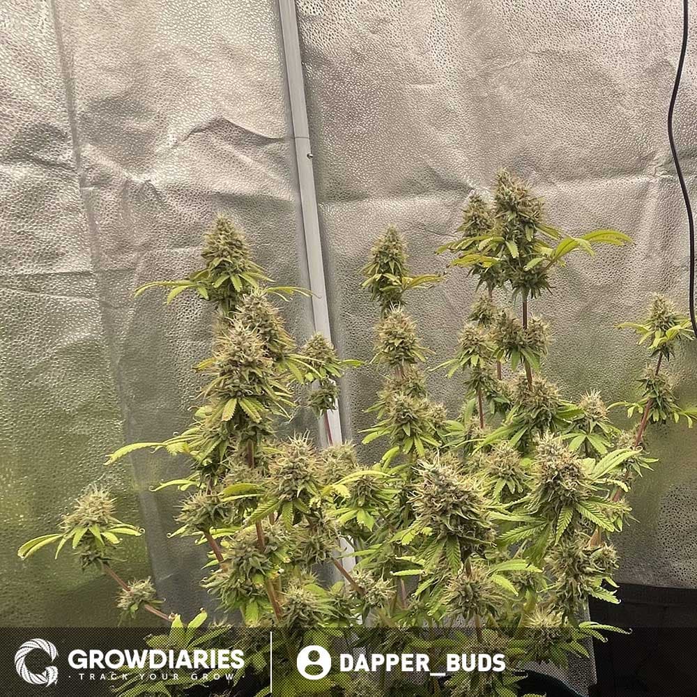 MOAB – Mother of All Buds ® Feminized Seeds - photo 3