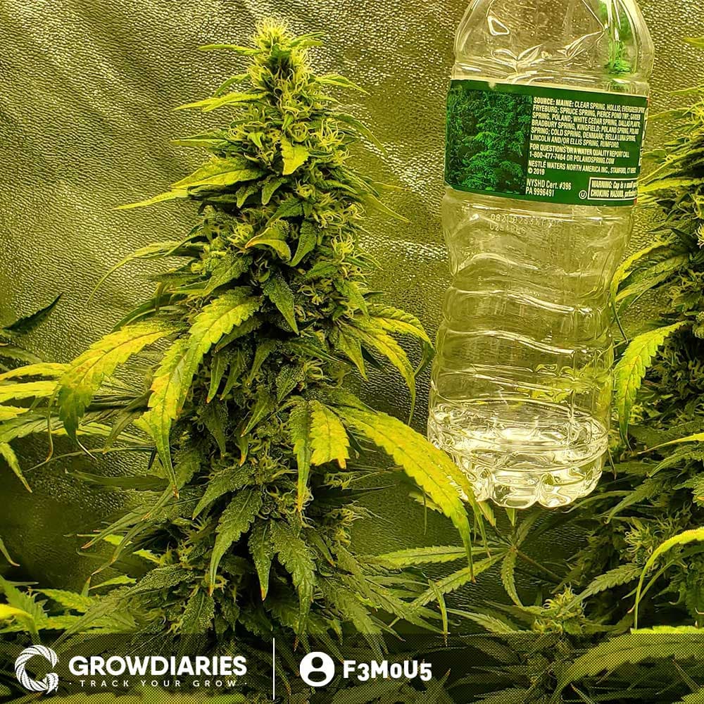 MOAB – Mother of All Buds ® Feminized Seeds - photo 4