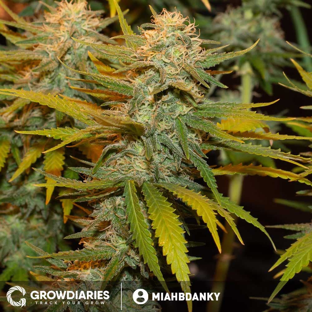 Jackberry Feminized Seeds - photo 3