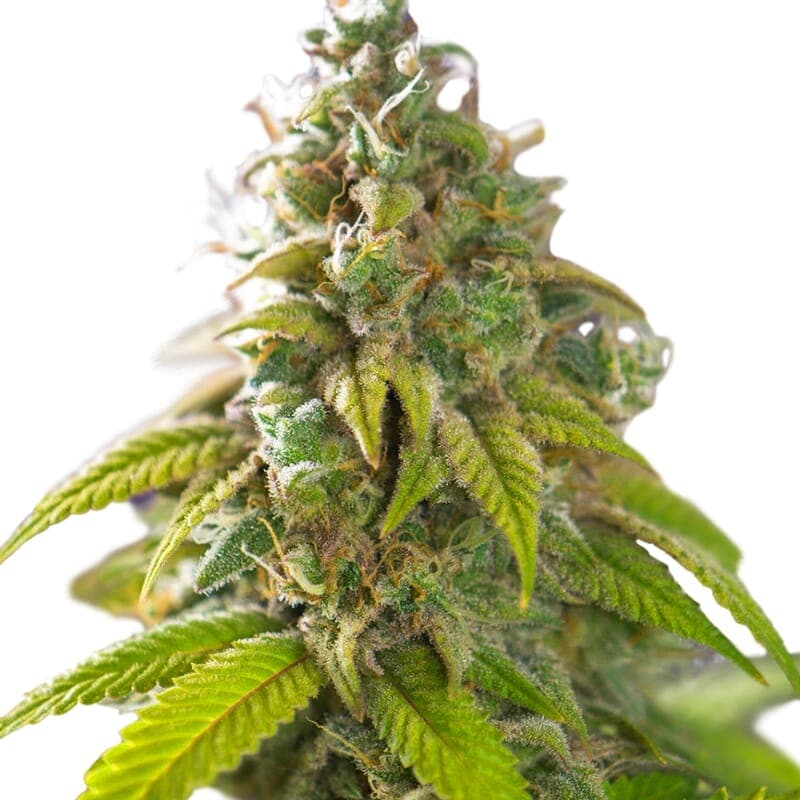 Forest Fruits Autoflower Seeds - photo 1