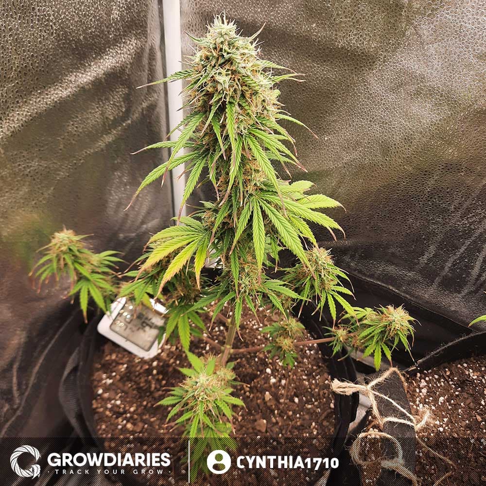 Forest Fruits Autoflower Seeds - photo 5