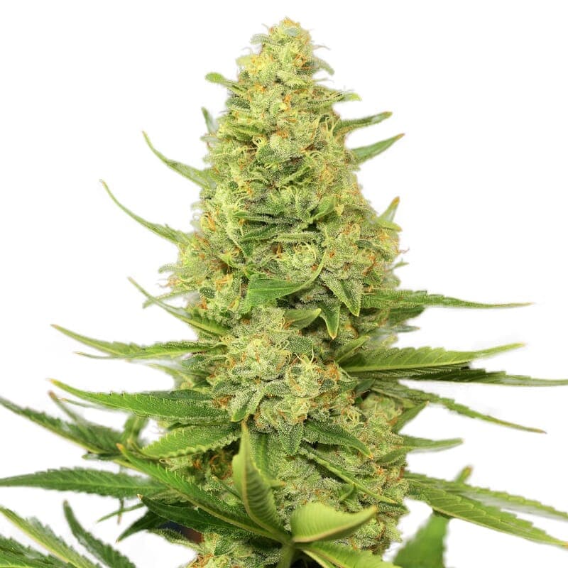 Cappuccino 420 Feminized Seeds - photo 1