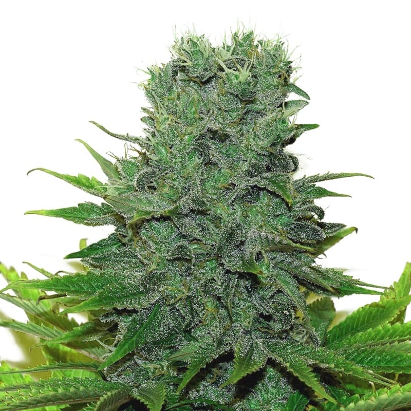 420 Carat Feminized Seeds - photo 1
