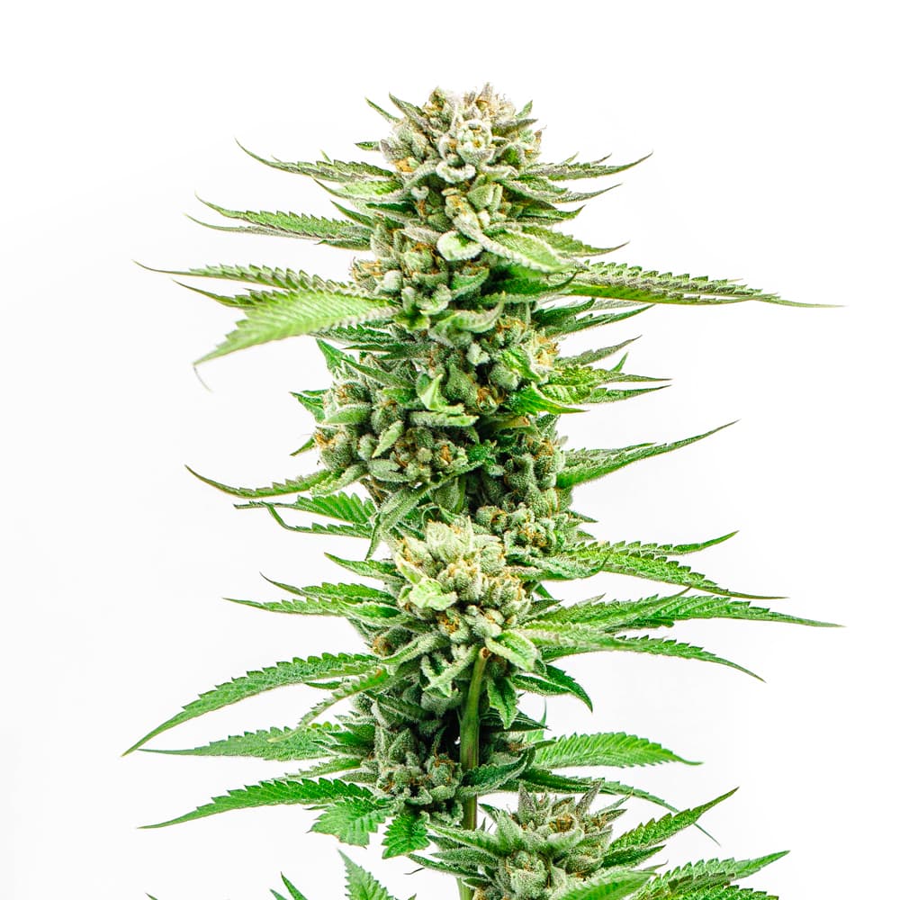 Candy Kush Feminized Seeds - photo 1