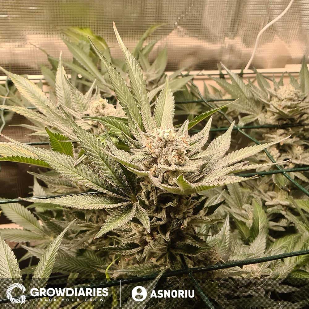 Candy Kush Feminized Seeds - photo 4