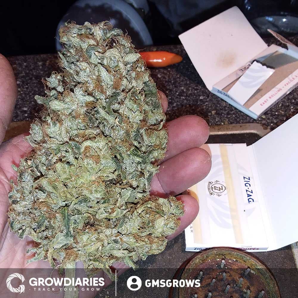 OG Kush XTRM ® Feminized Seeds - photo 3