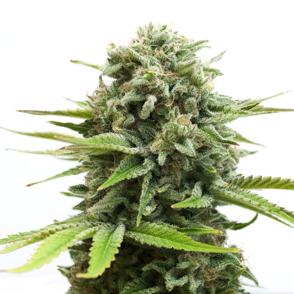 AMS XTRM ® Feminized Seeds - photo 1