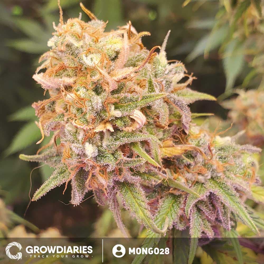 AMS XTRM ® Feminized Seeds - photo 3