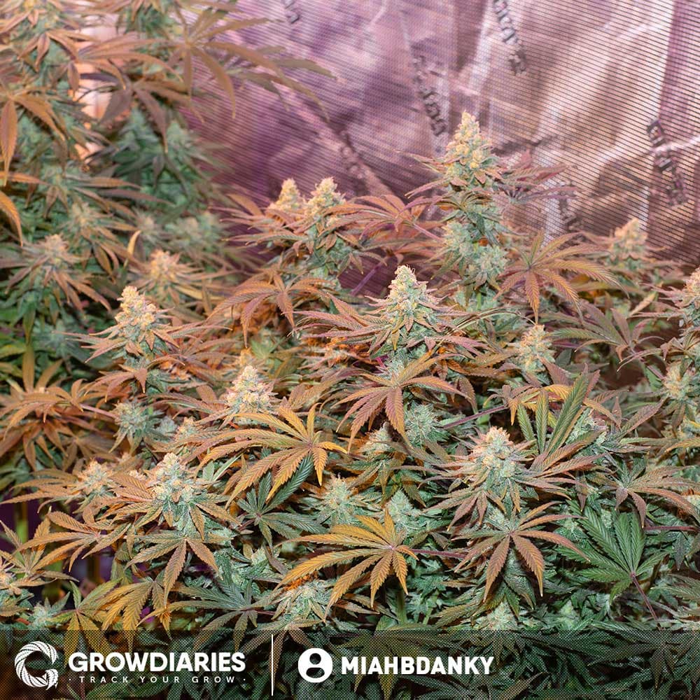 AMS XTRM ® Feminized Seeds - photo 4