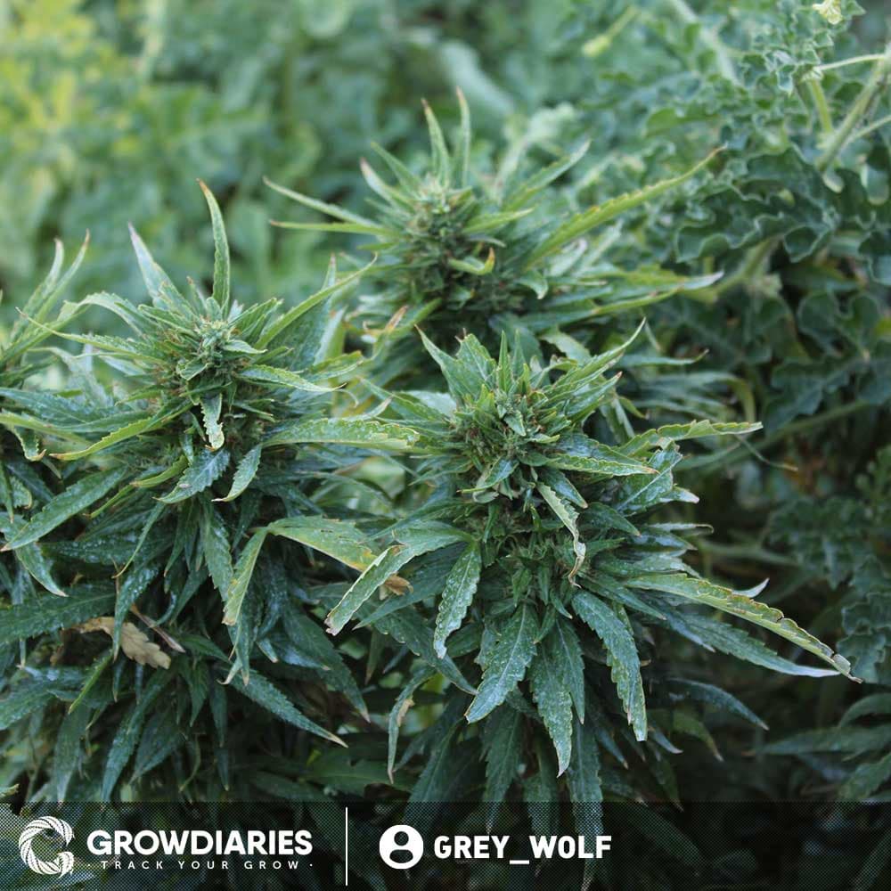 AMS XTRM ® Feminized Seeds - photo 5