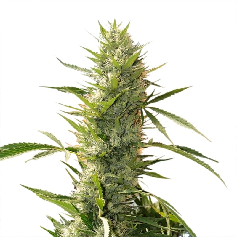 Girl Scout Cookies XTRM ® Feminized Seeds - photo 1