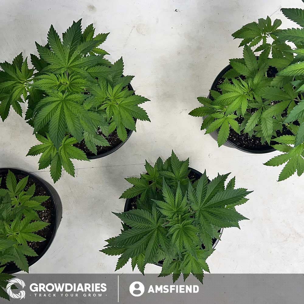 Girl Scout Cookies XTRM ® Feminized Seeds - photo 3