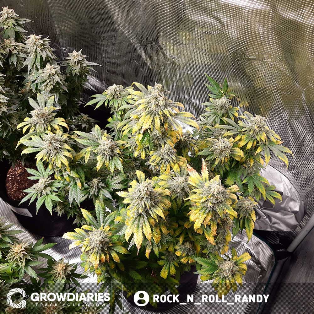 Girl Scout Cookies XTRM ® Feminized Seeds - photo 4