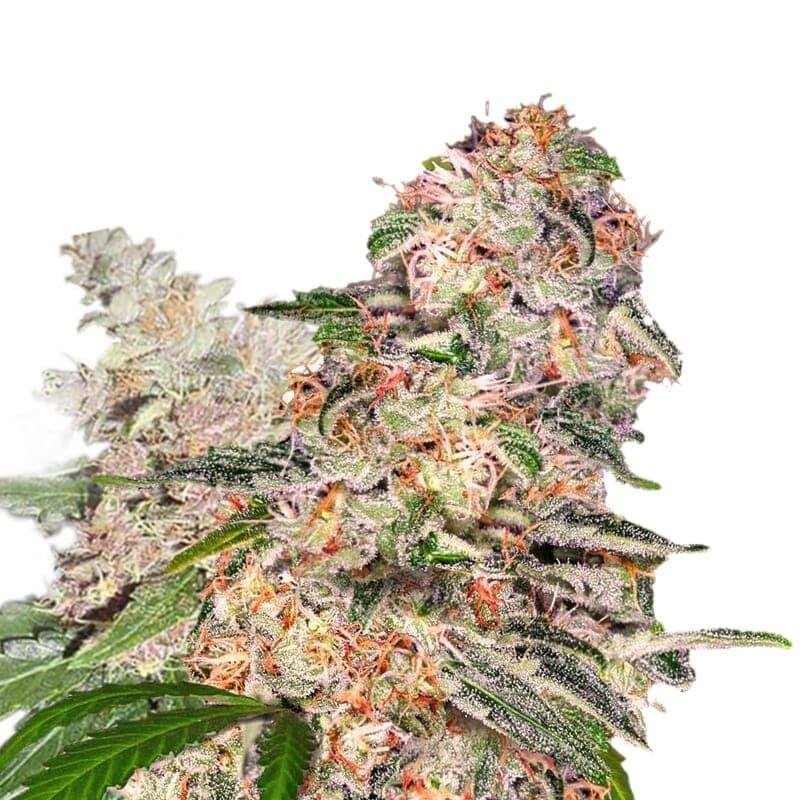 Blue Dream XTRM ® Feminized Seeds - photo 1
