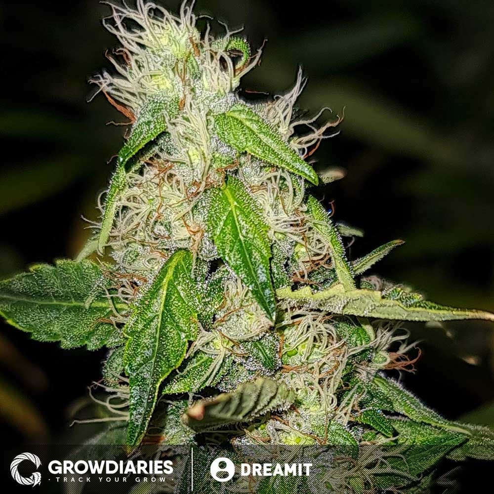Blue Dream XTRM ® Feminized Seeds - photo 3