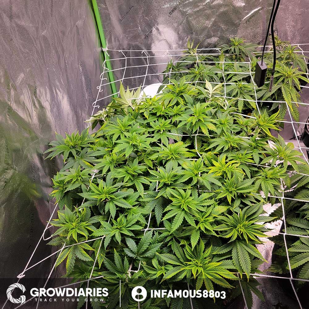 Blue Dream XTRM ® Feminized Seeds - photo 5
