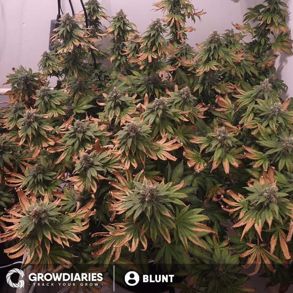 Blue Dream XTRM ® Feminized Seeds - photo 6