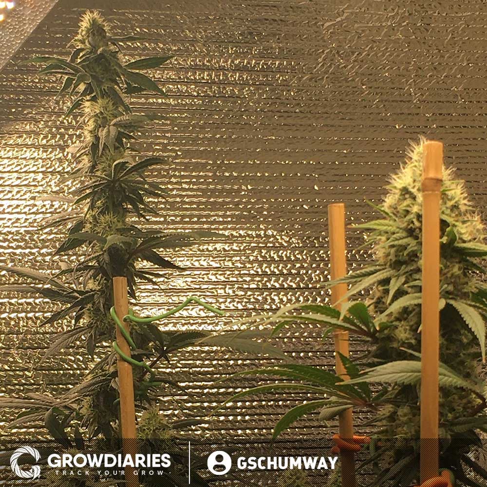 Blue Dream XTRM ® Feminized Seeds - photo 7